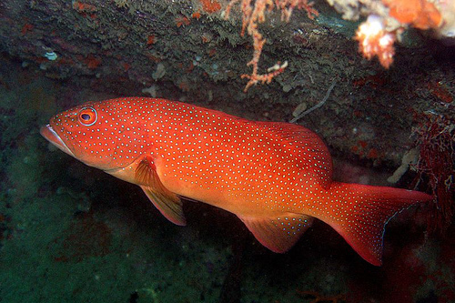Coral Trout