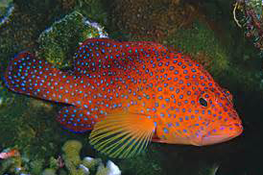 Coral Trout