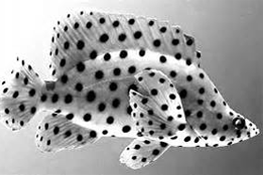 Leopard Grouper