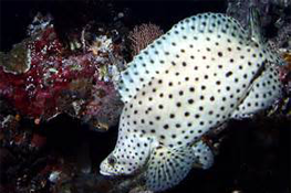 Leopard Grouper